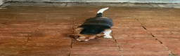 Beagle cani in vendita: Cuccioli di Beagle puri - Annuncio 2
