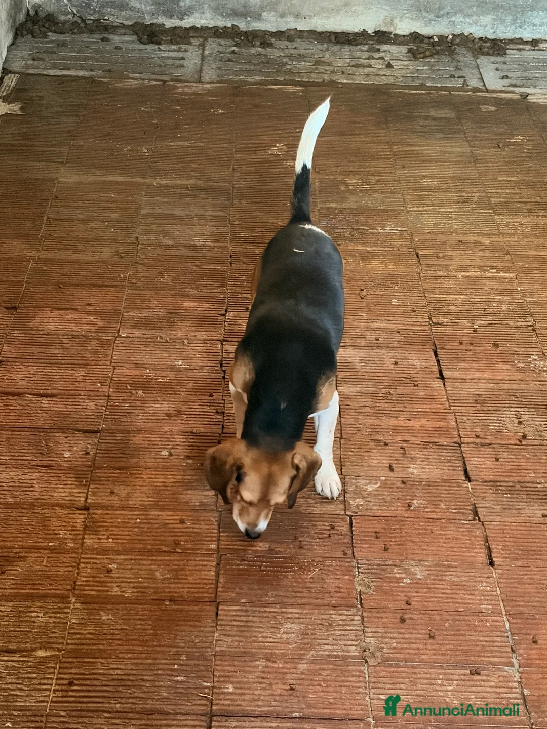 Beagle cani in vendita: Cuccioli di Beagle puri - Annuncio 2