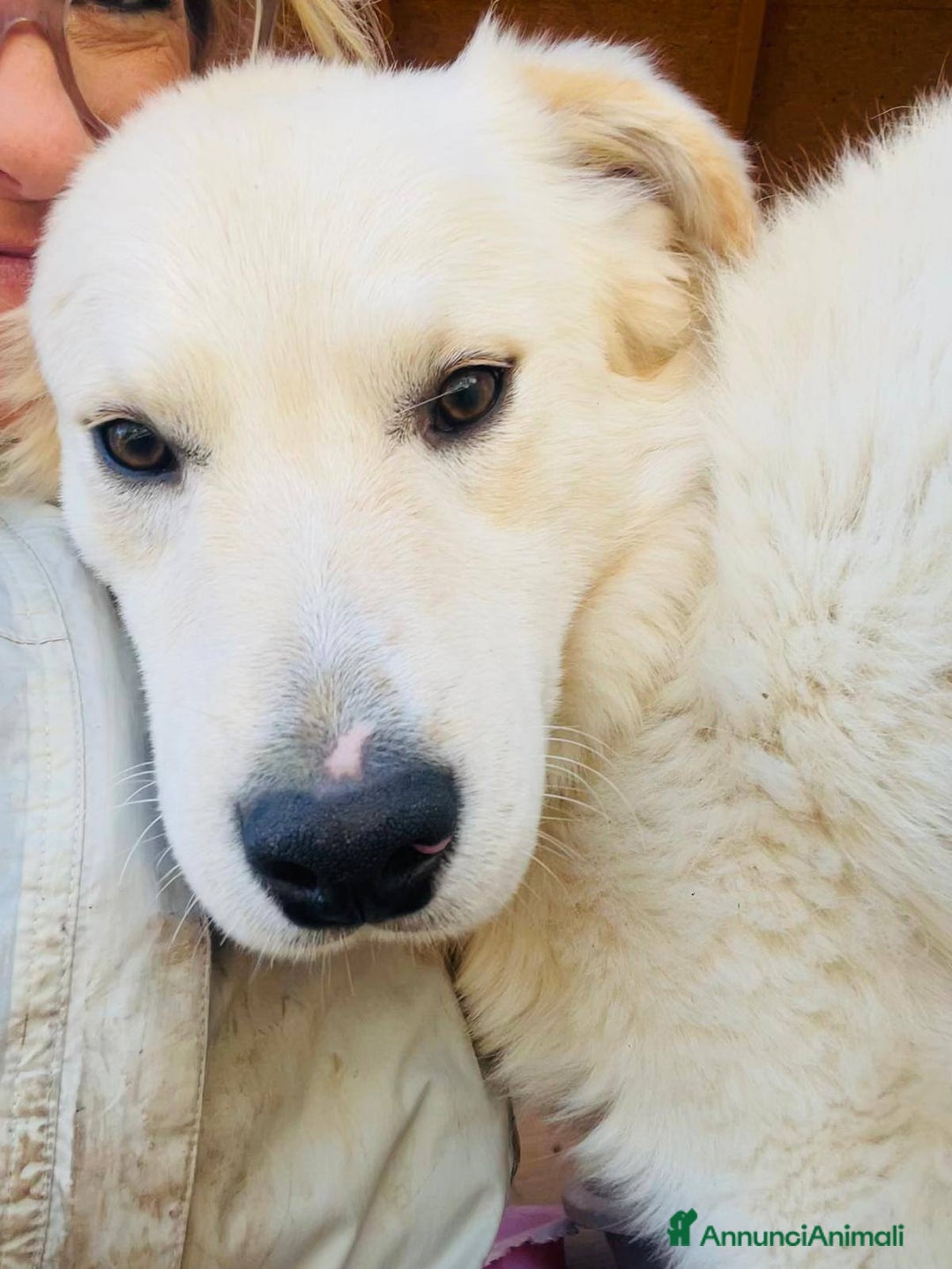 Meticcio cani in regalo: IL TENERO AIKO - Annuncio 10