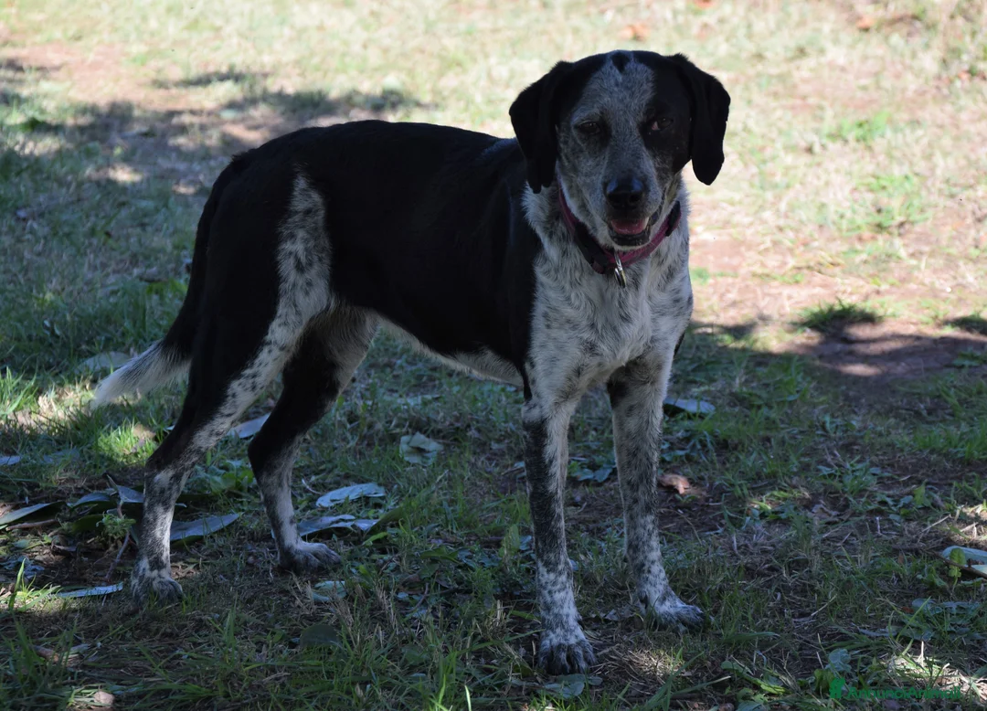 Segugio cani in regalo: VIRGINIA, una timida cagnolina  a Pomezia - Annuncio 16
