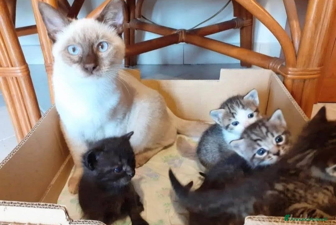 Altre razze gatti in vendita: Gattini Mix  - Annuncio 1