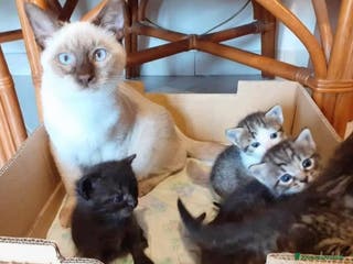 Altre razze gatti in vendita: Gattini Mix - Annuncio 2