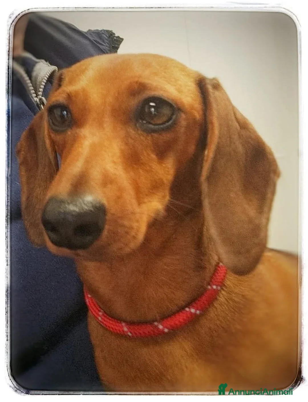 Bassotto cani in vendita: Bassotto maschio fulvo p/c - Annuncio 2