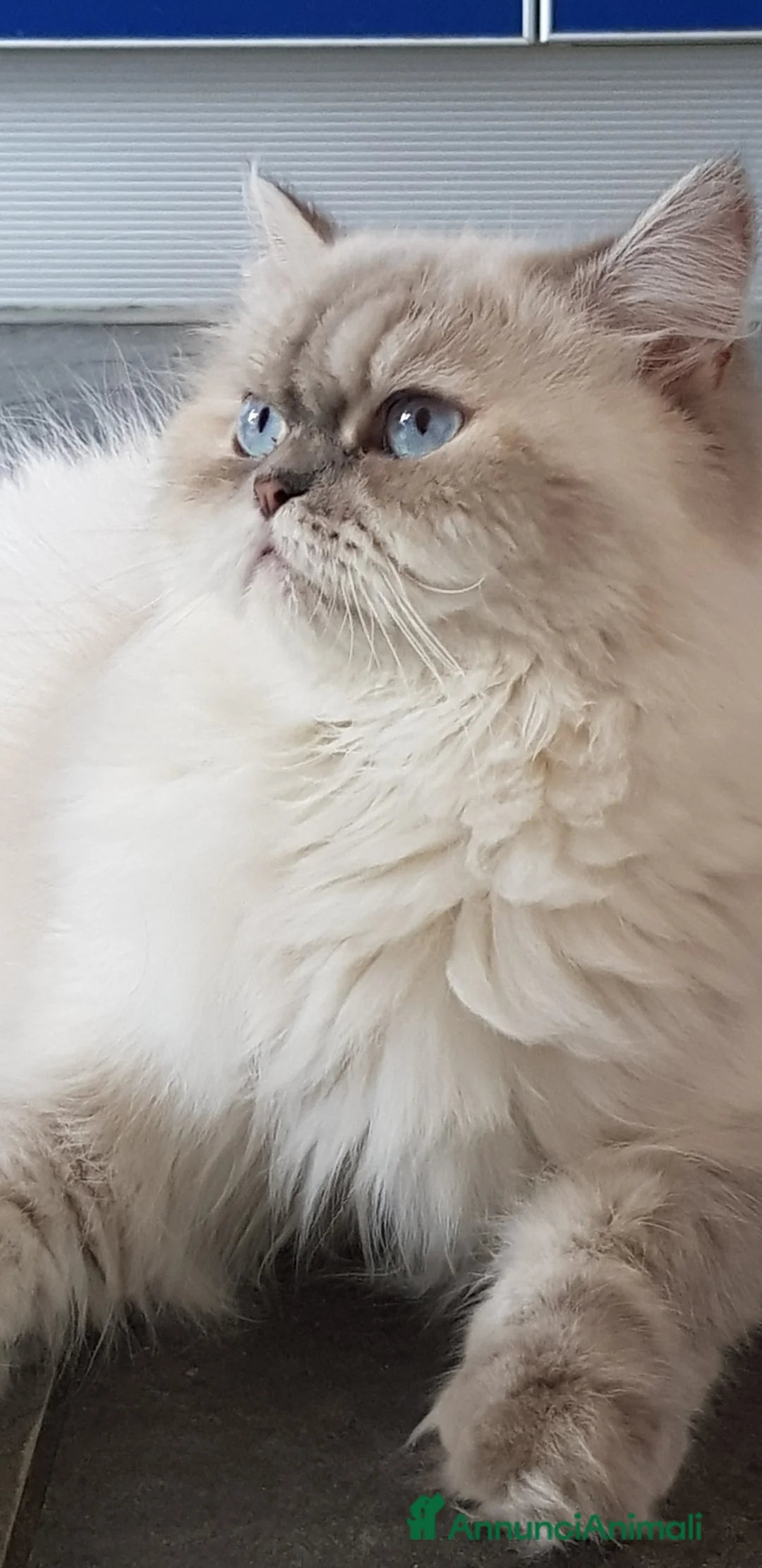 Persiano gatti in vendita: Dolce cucciola di persiano  - Annuncio 2