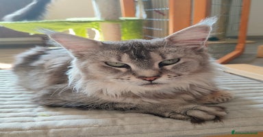 Maine Coon gatti a Città Metropolitana di Venezia - Annuncio 5