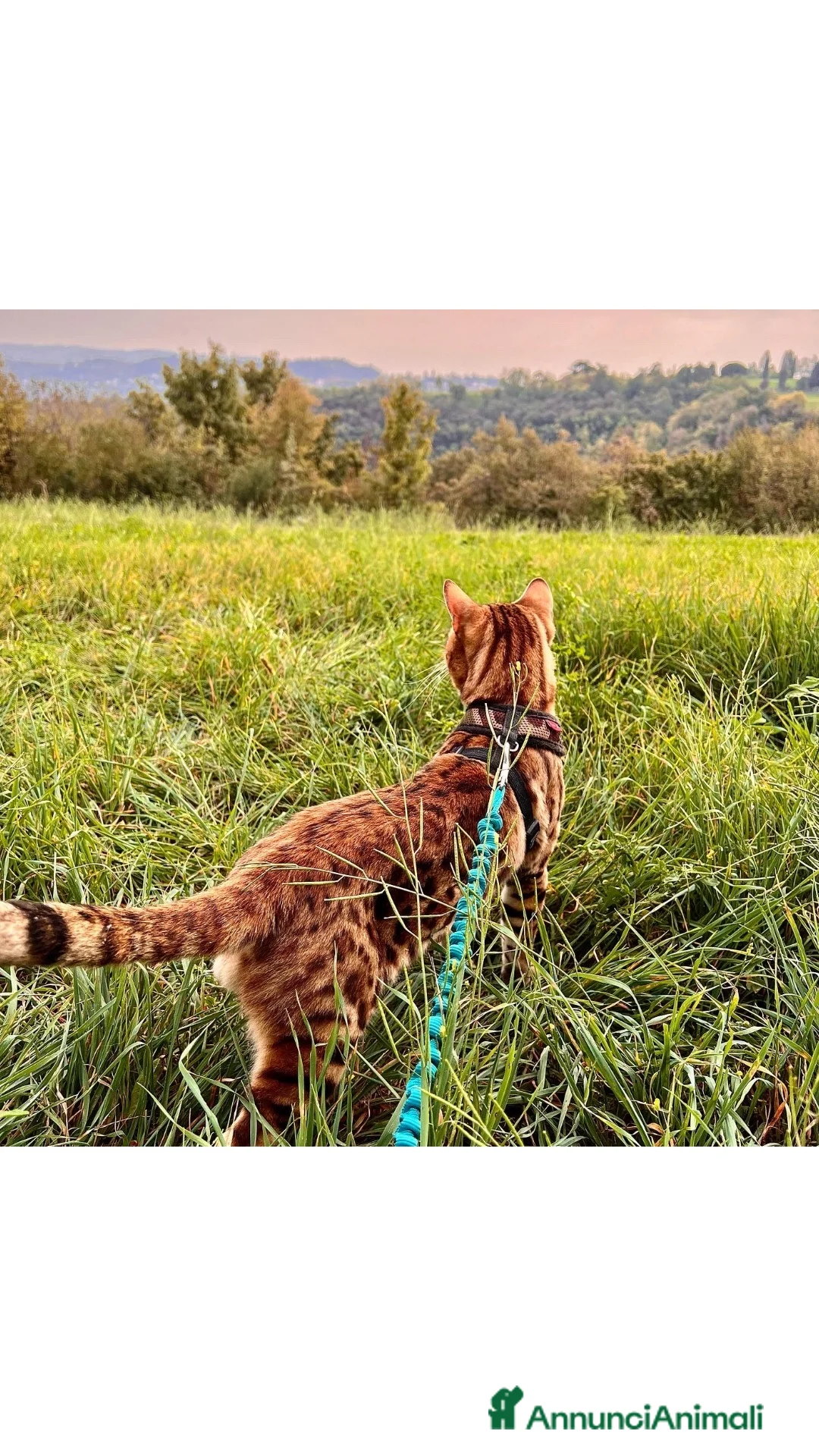 Immagine della galleria {{count}}