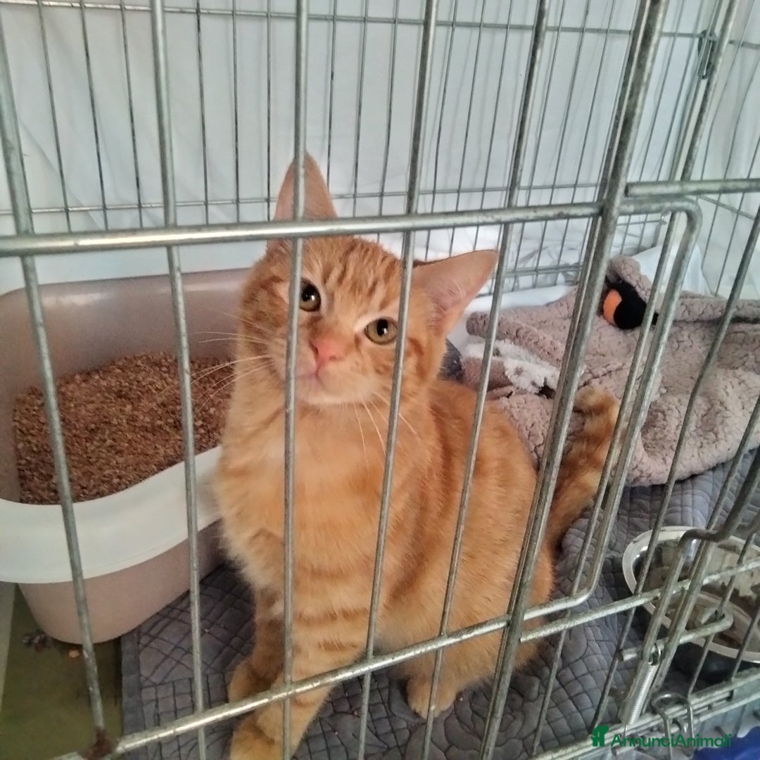 Altre razze gatti in regalo: Tarzan, dolcissimo, 4 mesi, cerca casa - Annuncio 1