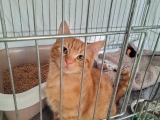 Altre razze gatti Tarzan, dolcissimo, 4 mesi, cerca casa - Annuncio 2