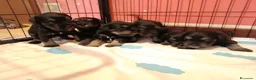 Mini Schnauzer cani in vendita: Cuccioli di Schnauzer nano Nero Argento  - Annuncio 3