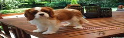Cavalier King cani in vendita: Bellissima cucciola di Cavalier King - Annuncio 3