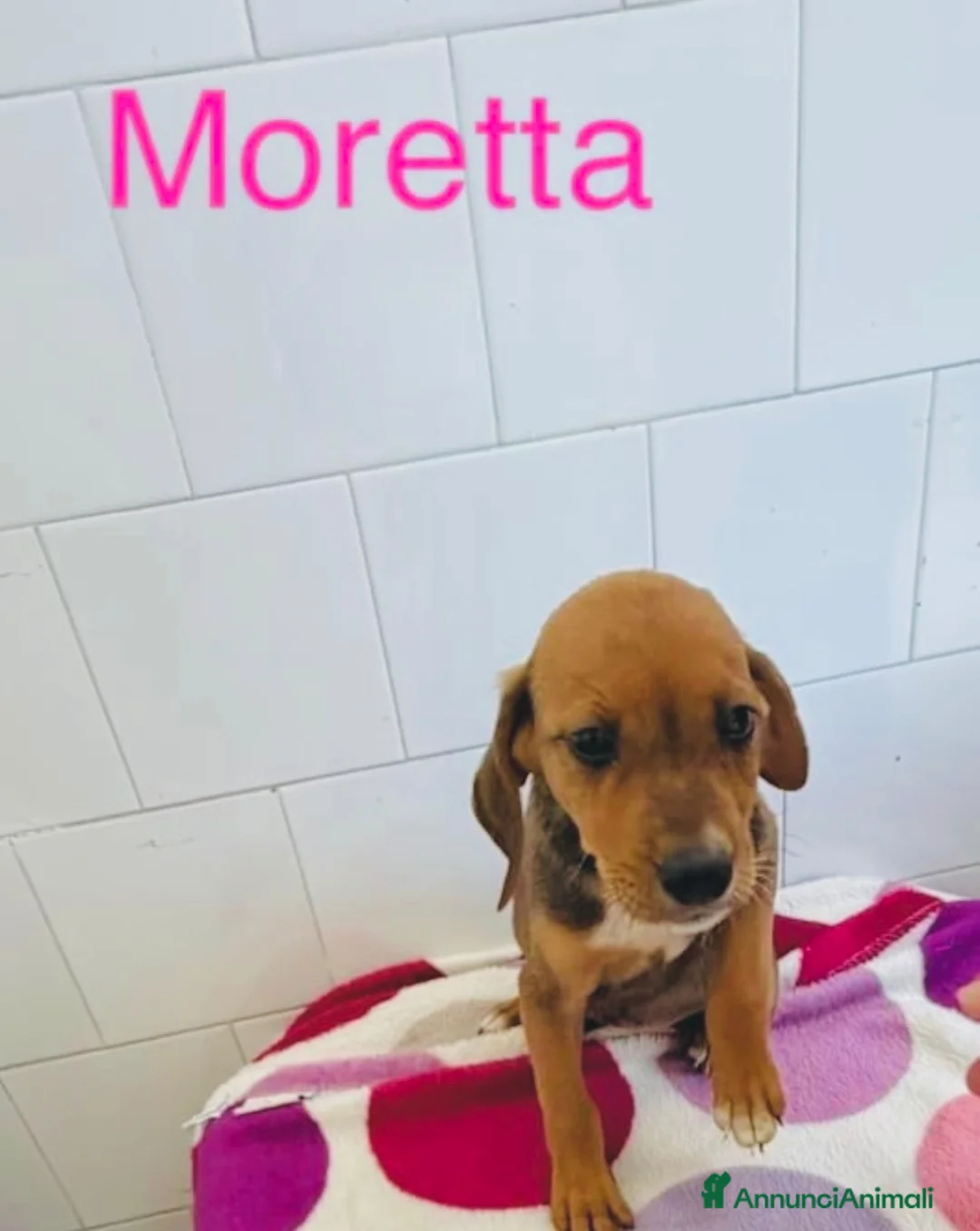Meticcio cani in regalo: Cucciole femmine taglia medio contenuta - Annuncio 3