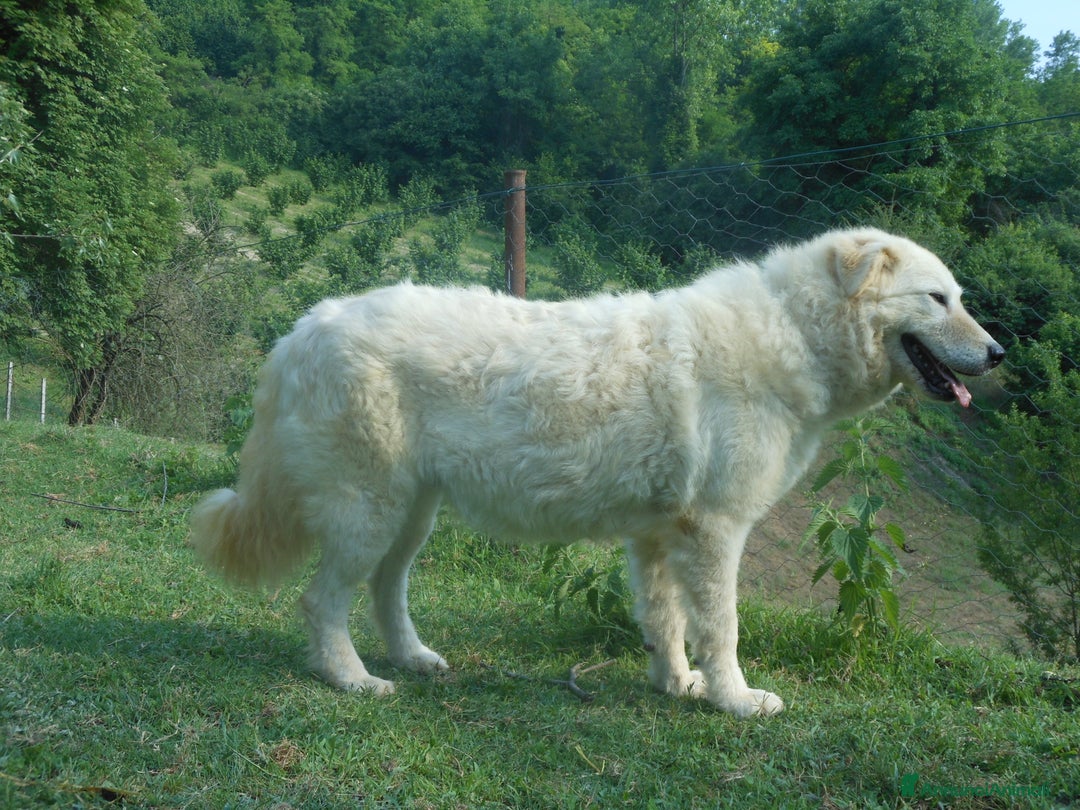 Pastore Maremmano cani in vendita: cuccioli di pastore maremmano abruzzese  - Annuncio 25