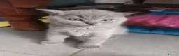 British gatti in vendita: VENDO BRITISH SHORTHAIR a Città Metropolitana di Torino - Annuncio 2