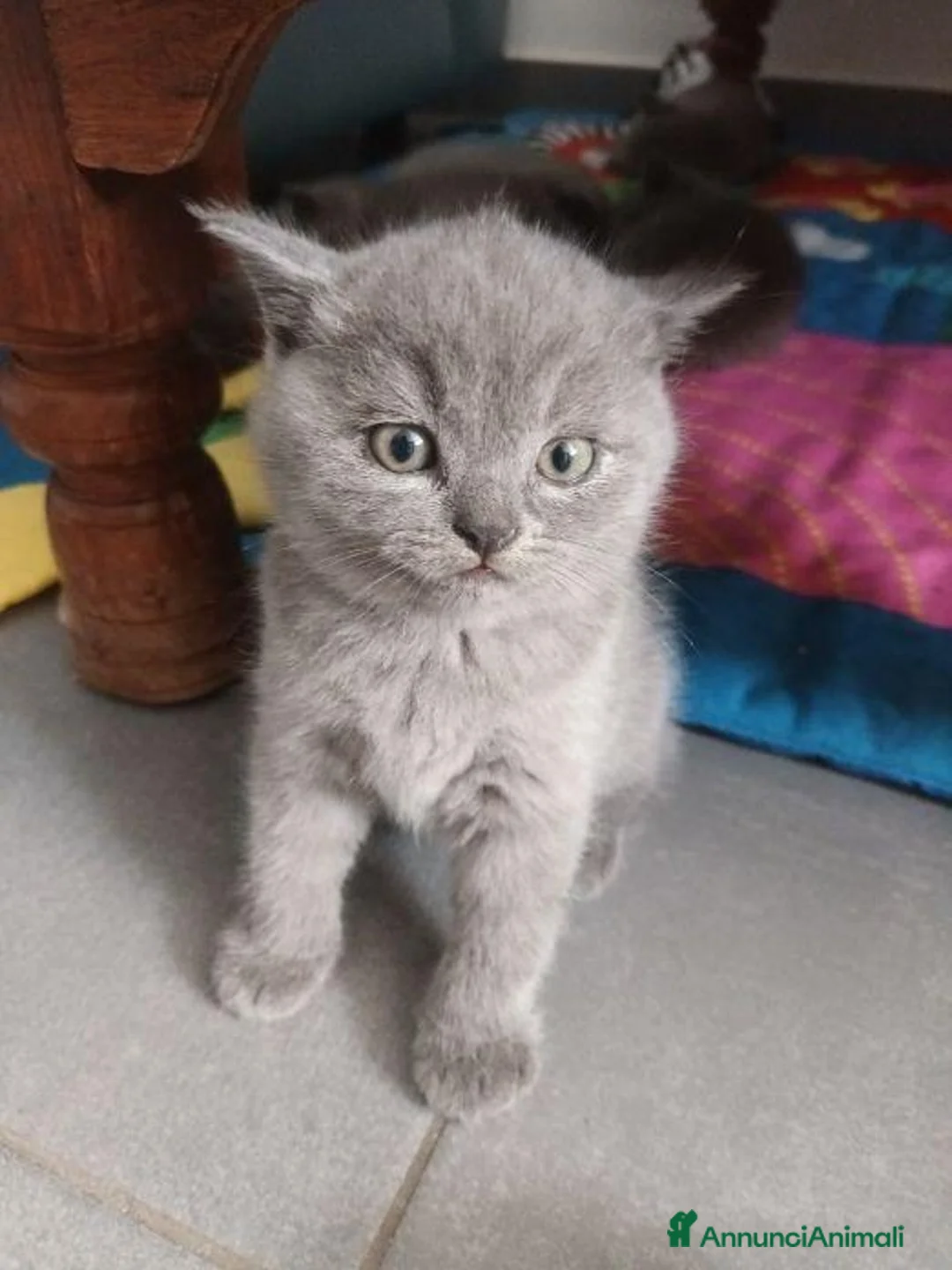 British gatti in vendita: VENDO BRITISH SHORTHAIR a Città Metropolitana di Torino - Annuncio 2