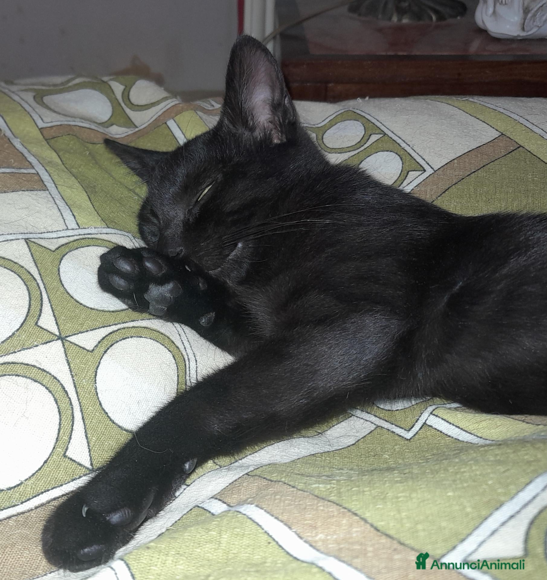 Europeo gatti Gattino nero, 3 mesi, un'amore - Annuncio 2