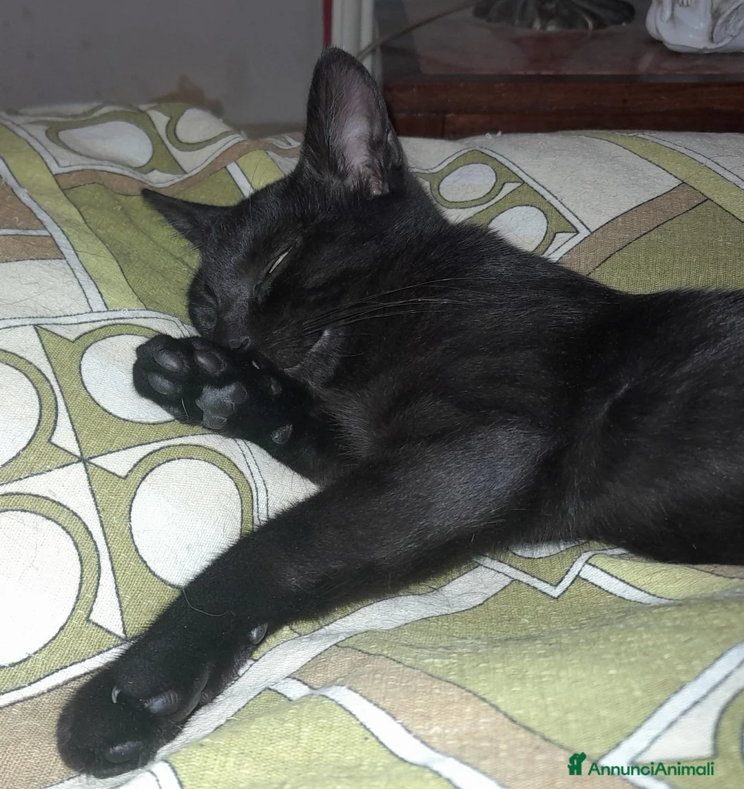 Europeo gatti in regalo: Gattino nero, 3 mesi, un'amore a Città metropolitana di Roma Capitale - Annuncio 1