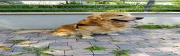 Golden Retriever cani per accoppiamento: Golden retriever per accoppiamento  - Annuncio 8