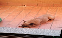 Bulldog Francese cani in vendita: Kira Bulldog Francese  a Provincia di Novara - Immagine 2