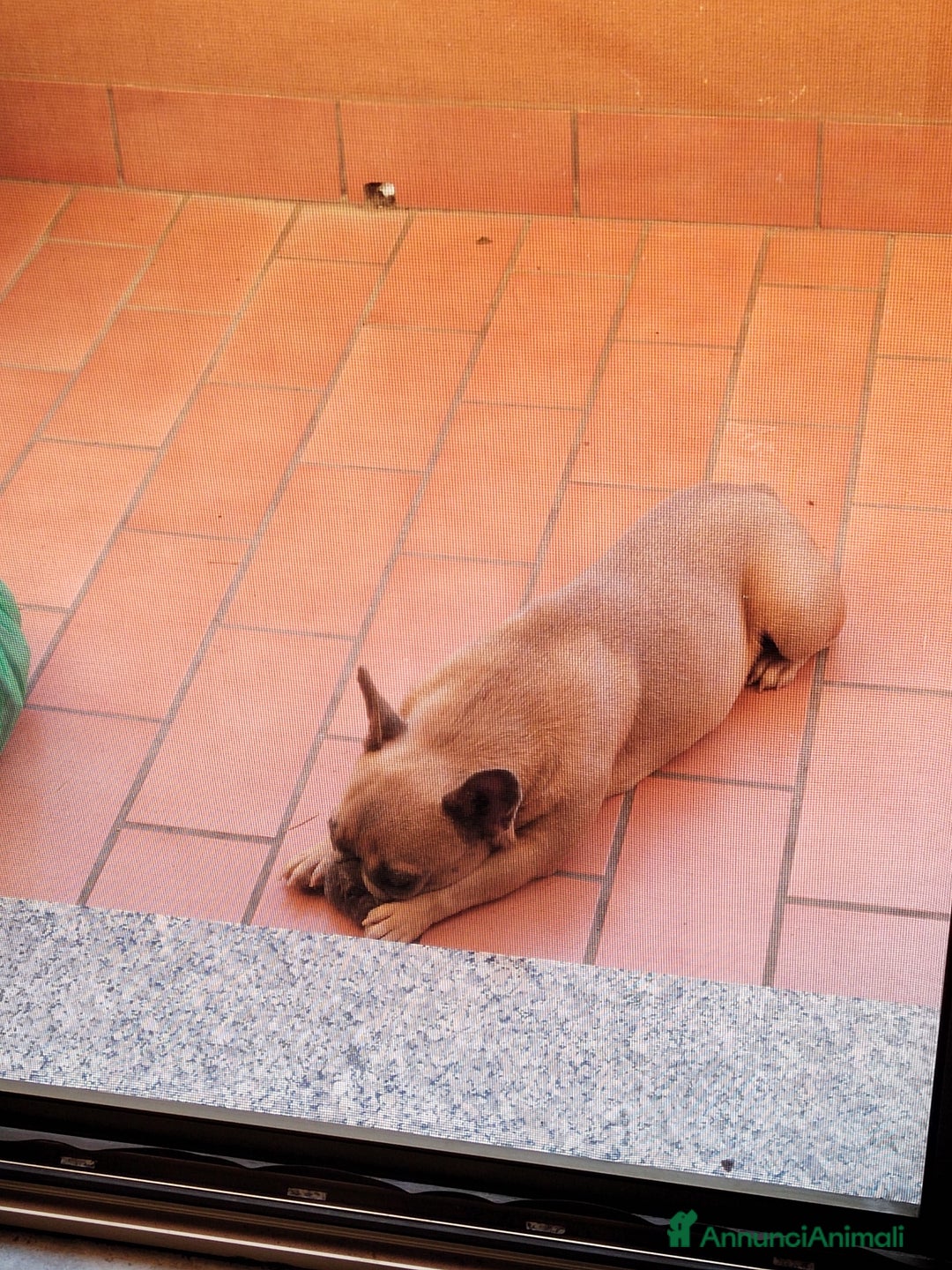 Bulldog Francese cani in vendita: Kira Bulldog Francese  a Provincia di Novara - Immagine 2