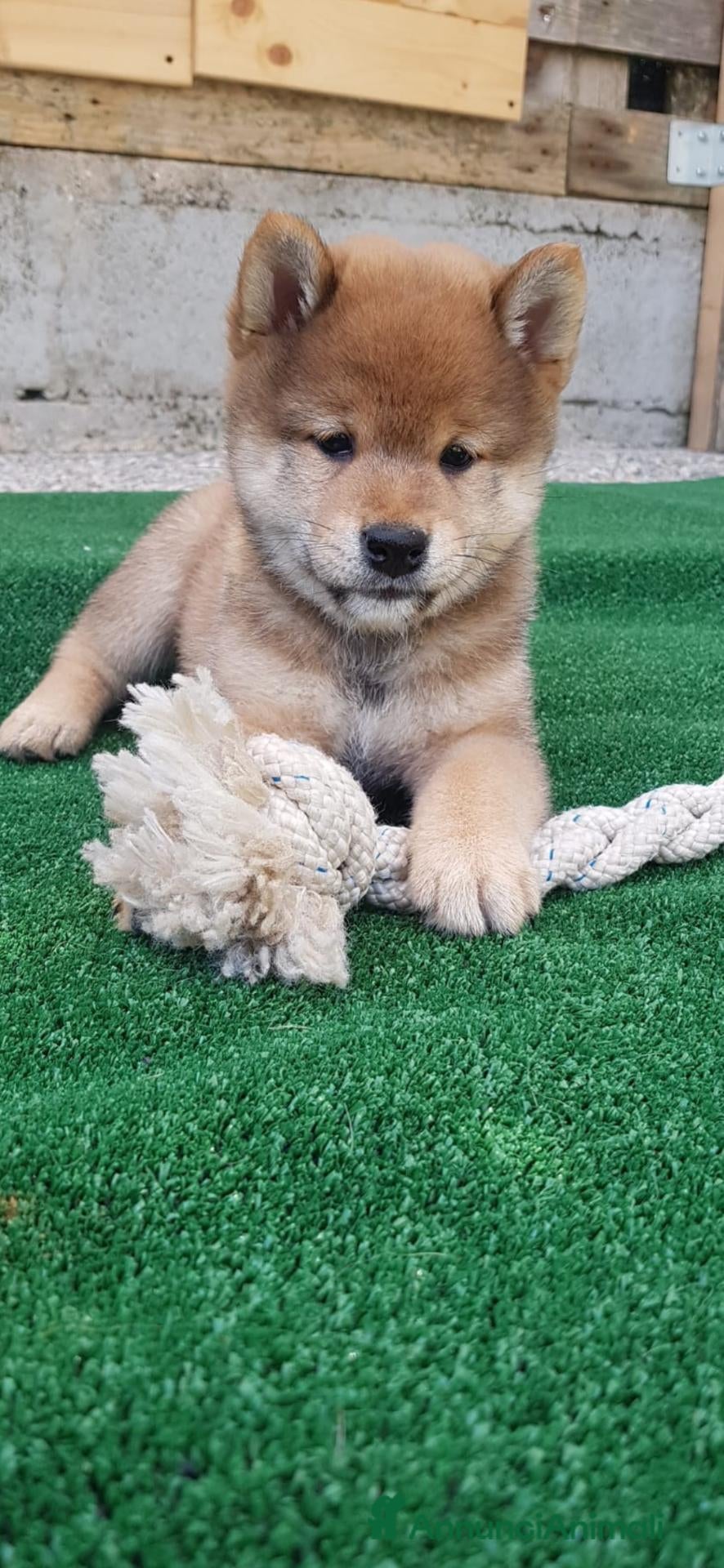 Shiba Inu cani Cuccioli shiba inu con pedigree ENCI  - Annuncio 22