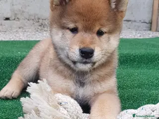 Shiba Inu cani Cuccioli shiba inu con pedigree ENCI - Annuncio 22