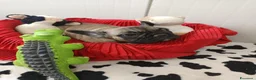 Bulldog Francese cani in vendita: Cuccioli French Buldog Taglia Piccola e Compatta  - Annuncio 4