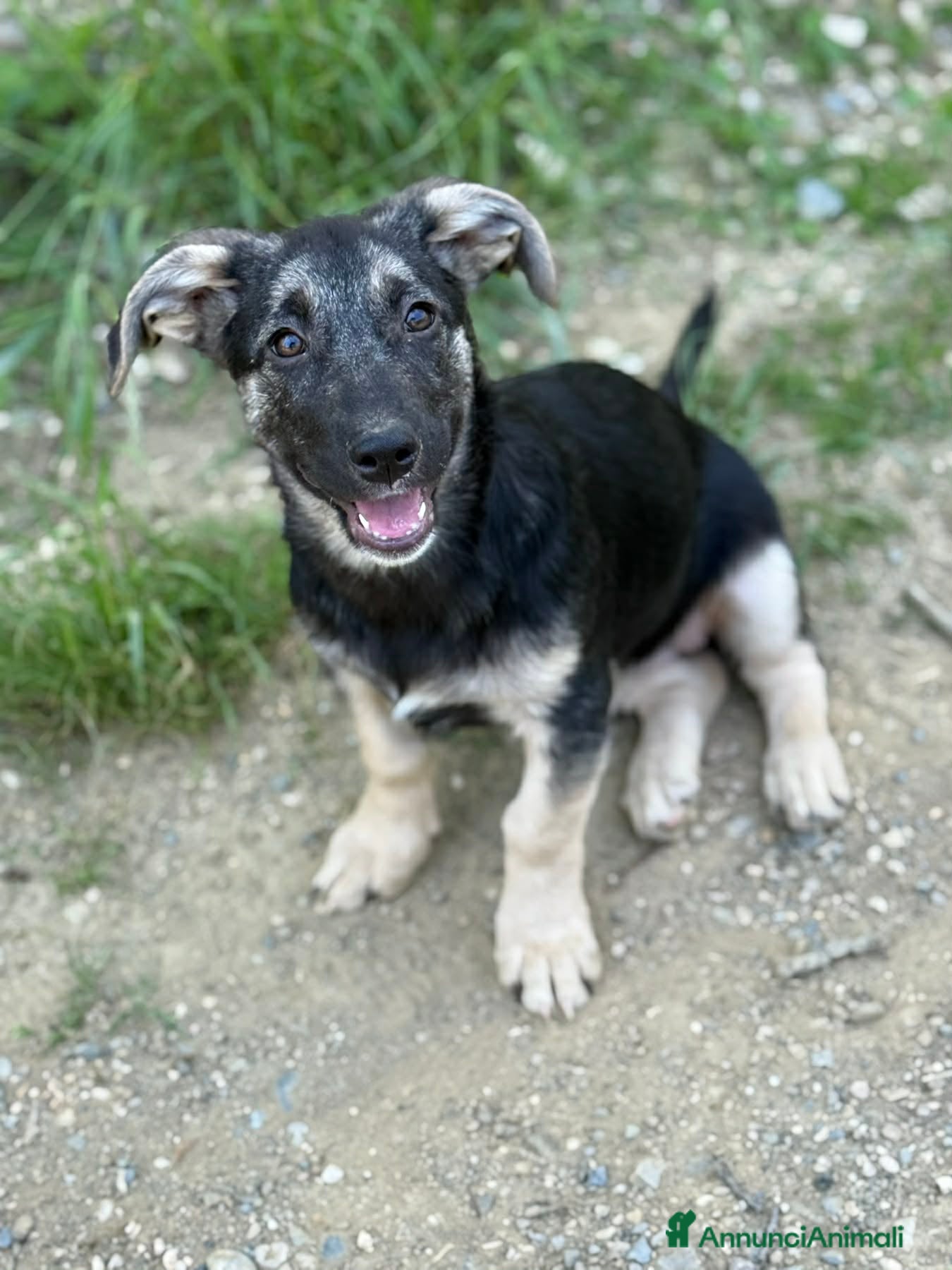 Meticcio cani in regalo: VITA, simpaticissima cucciolotta! TG MEDIO PICCOLA - Annuncio 5
