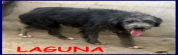 Meticcio cani in regalo: LAGUNA una timidina! - Annuncio 2