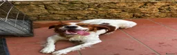 Breton cani in regalo: Poli il Breton energetico  - Annuncio 9