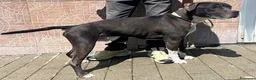 Meticcio cani in regalo: FLACO CERCA FAMIGLIA - Annuncio 5