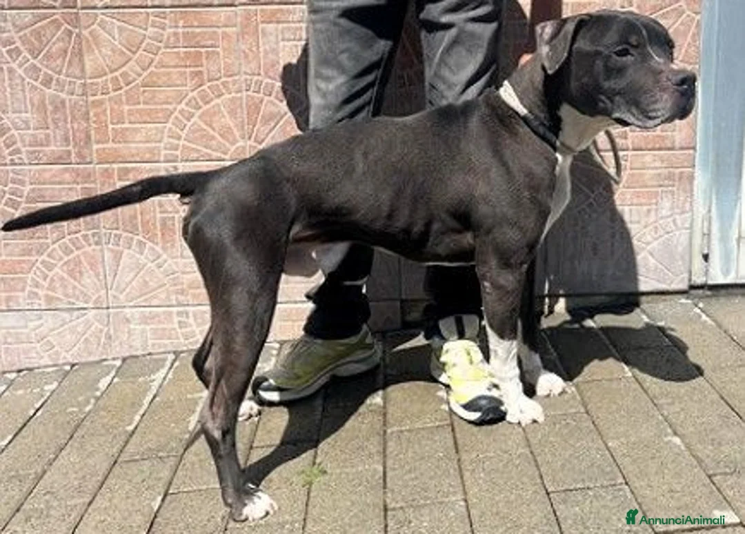 Meticcio cani in regalo: FLACO CERCA FAMIGLIA - Annuncio 5