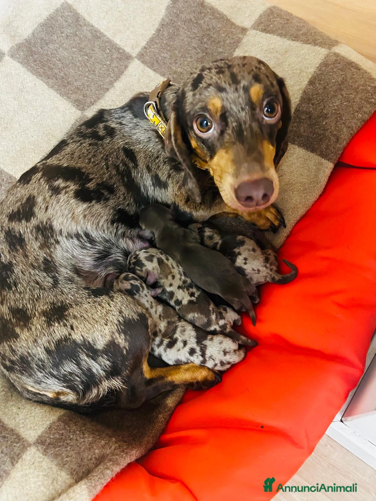 Bassotto cani BASSOTTINI - Annuncio 6