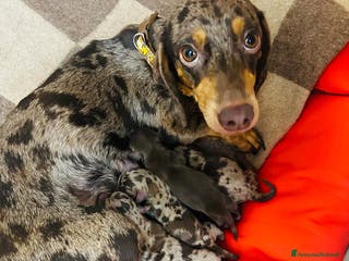 Bassotto cani BASSOTTINI - Annuncio 6