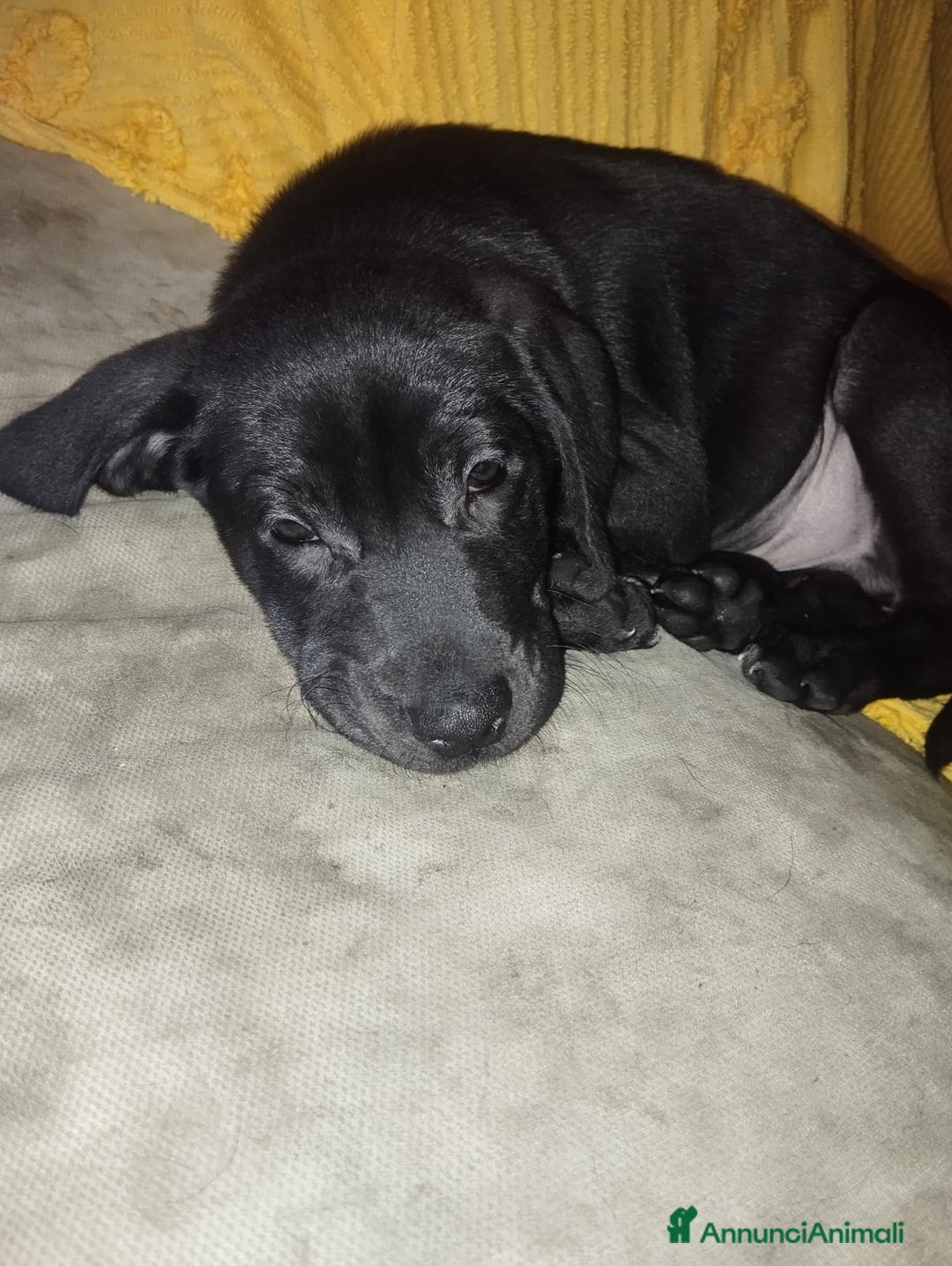 Meticcio cani in regalo: Regalo 3 cuccioli - Annuncio 13