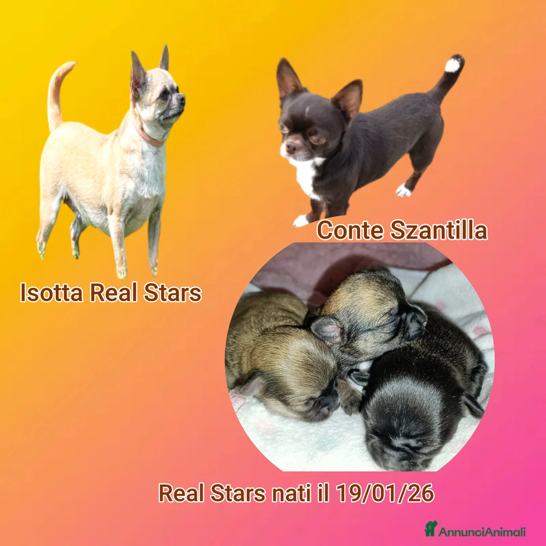 Chihuahua cani in vendita: Chihuahua cuccioli pedigree Enci  - Annuncio 1