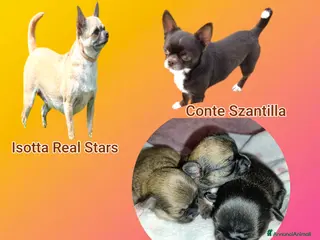 Chihuahua cani in vendita: Chihuahua cuccioli pedigree Enci - Annuncio 1
