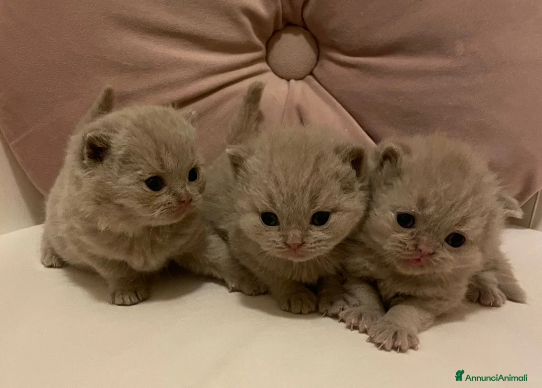 British gatti in vendita: BELLISSIMI CUCCIOLI BRITISH SHORTHAIR BLU E LILAC - Annuncio 7