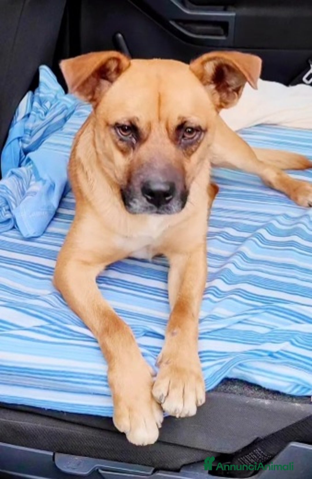 Meticcio cani in regalo: 1anno SALITO A MILANO E TORNATO IN CALABRIA!SOS a Città metropolitana di Milano - Annuncio 6