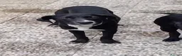 Meticcio cani in regalo: Mercoledi - Annuncio 6