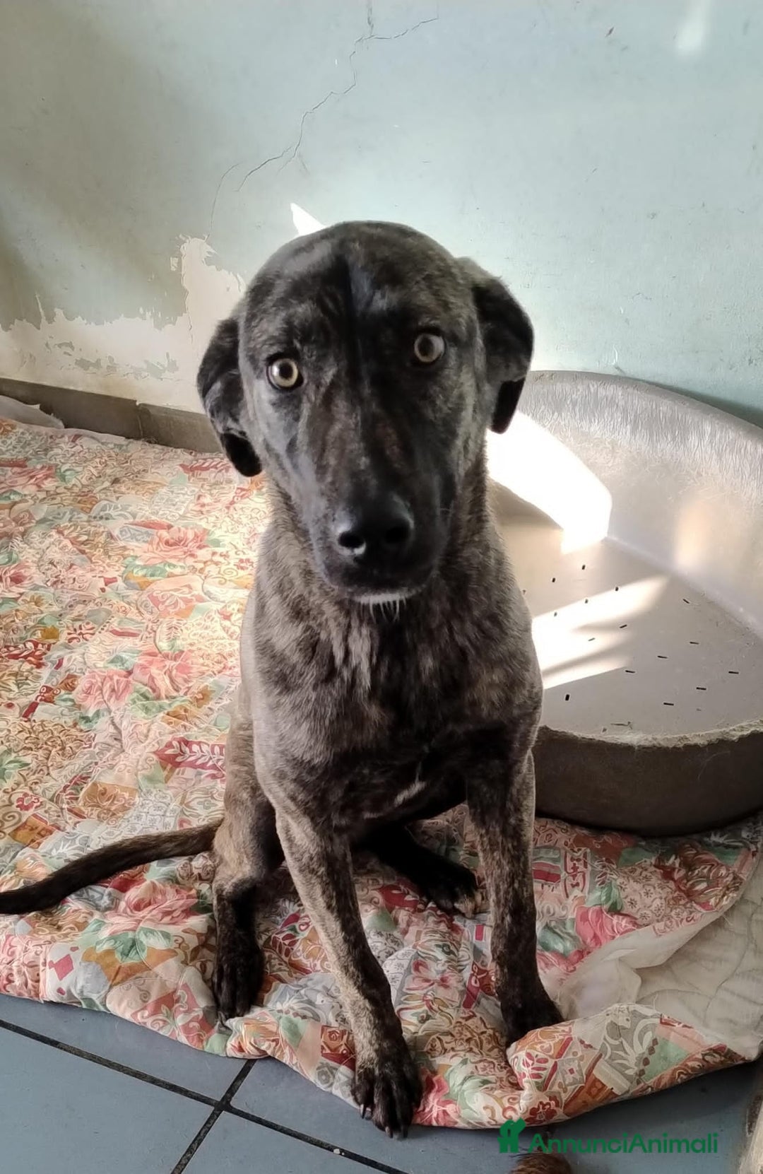 Altre razze cani in regalo: bred  - Annuncio 3