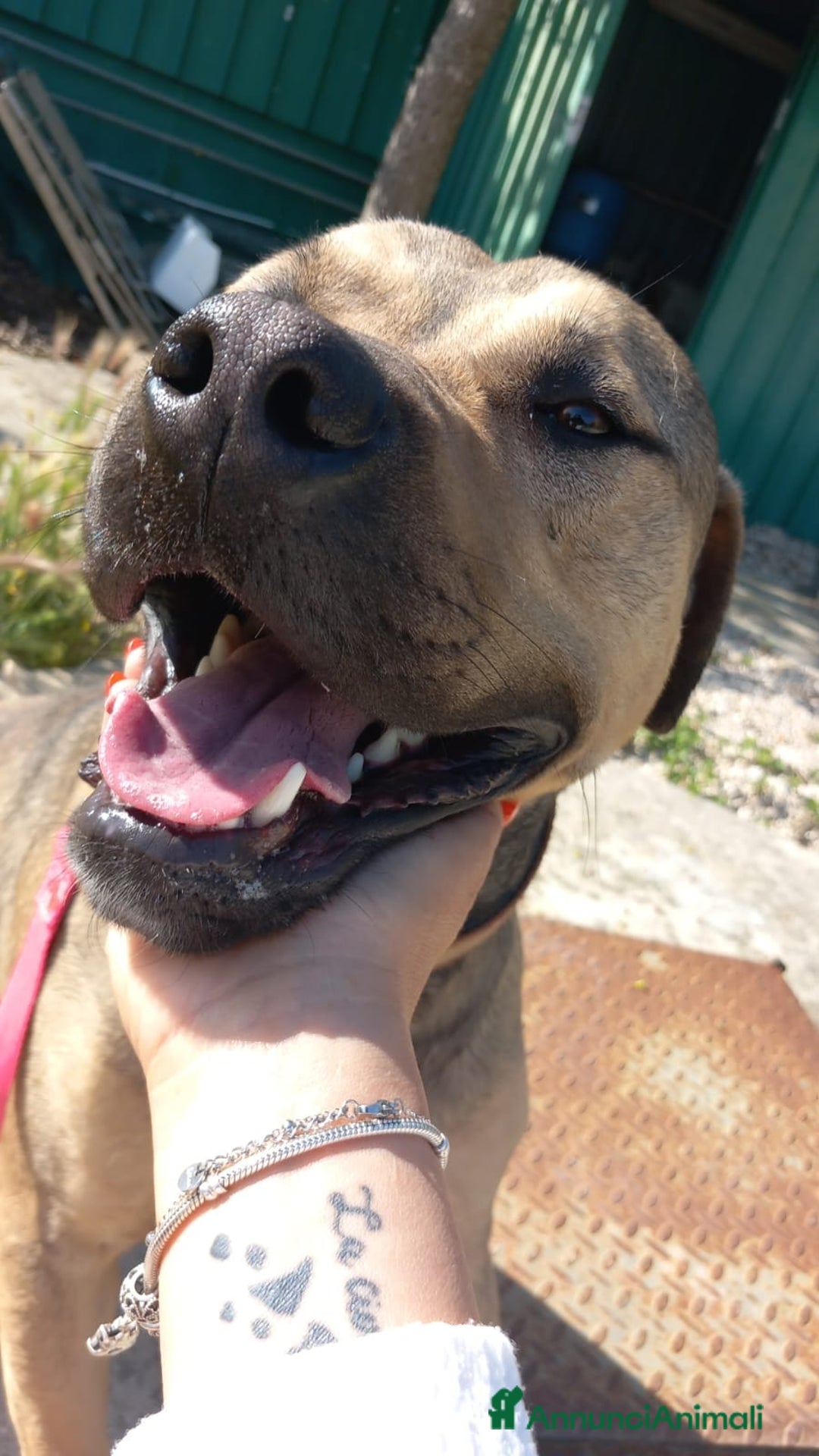 Meticcio cani in regalo: Bobby simil pit fuori, angelo nell anima - Annuncio 3