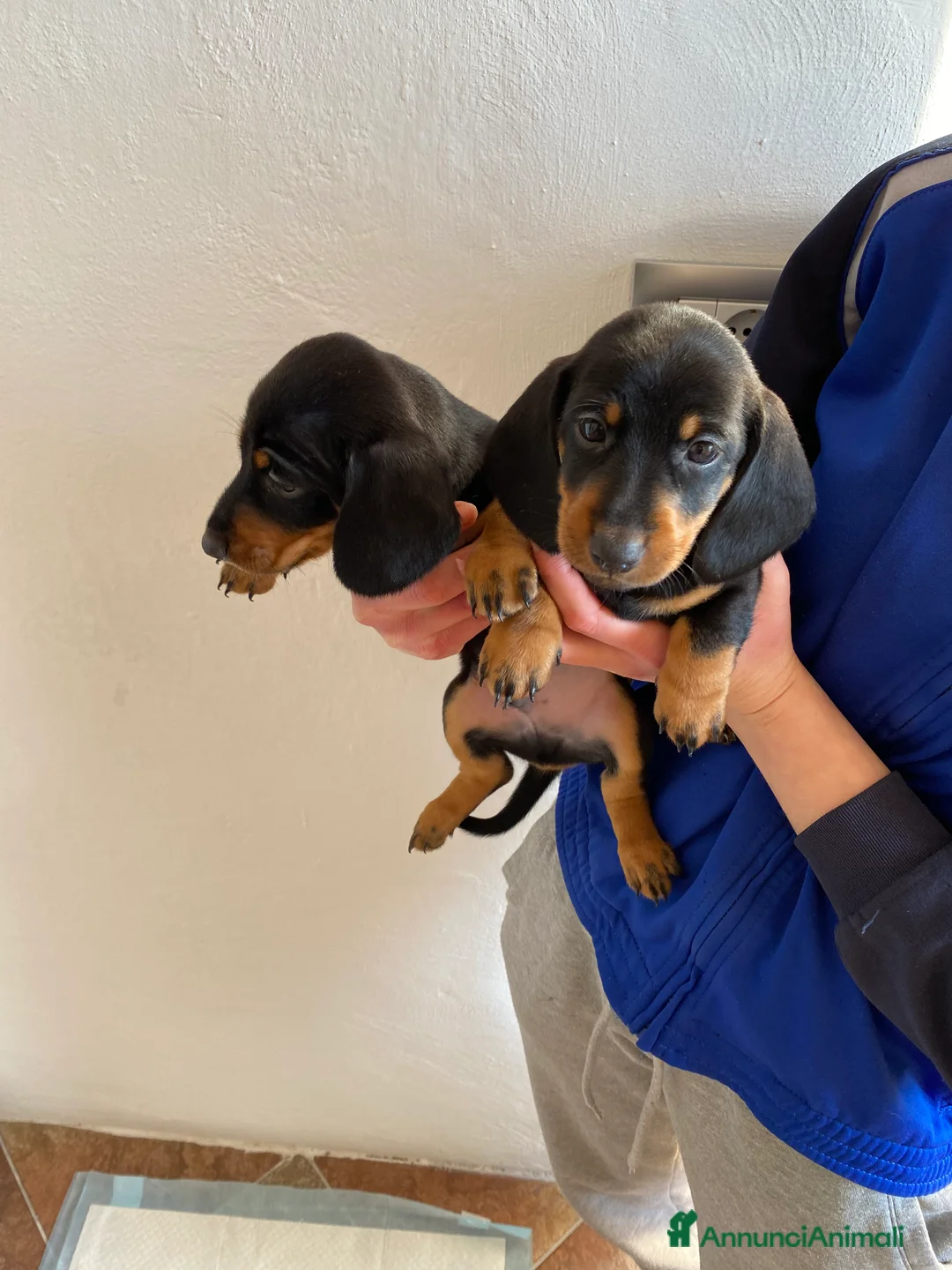 Bassotto cani in vendita: Bassotto nano tedesco - Annuncio 11