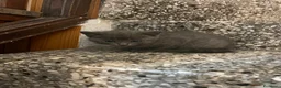 Meticcio gatti in vendita: Gattina grigia  - Annuncio 3