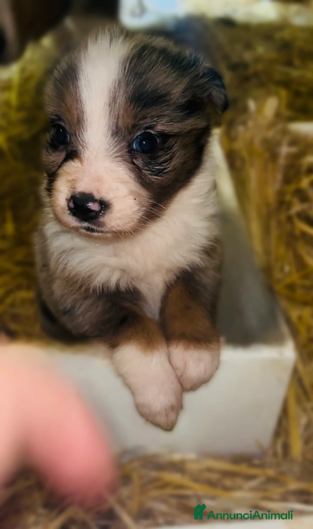 Australian Shepherd cani in vendita: Cuccioli pastore australiano  - Annuncio 2