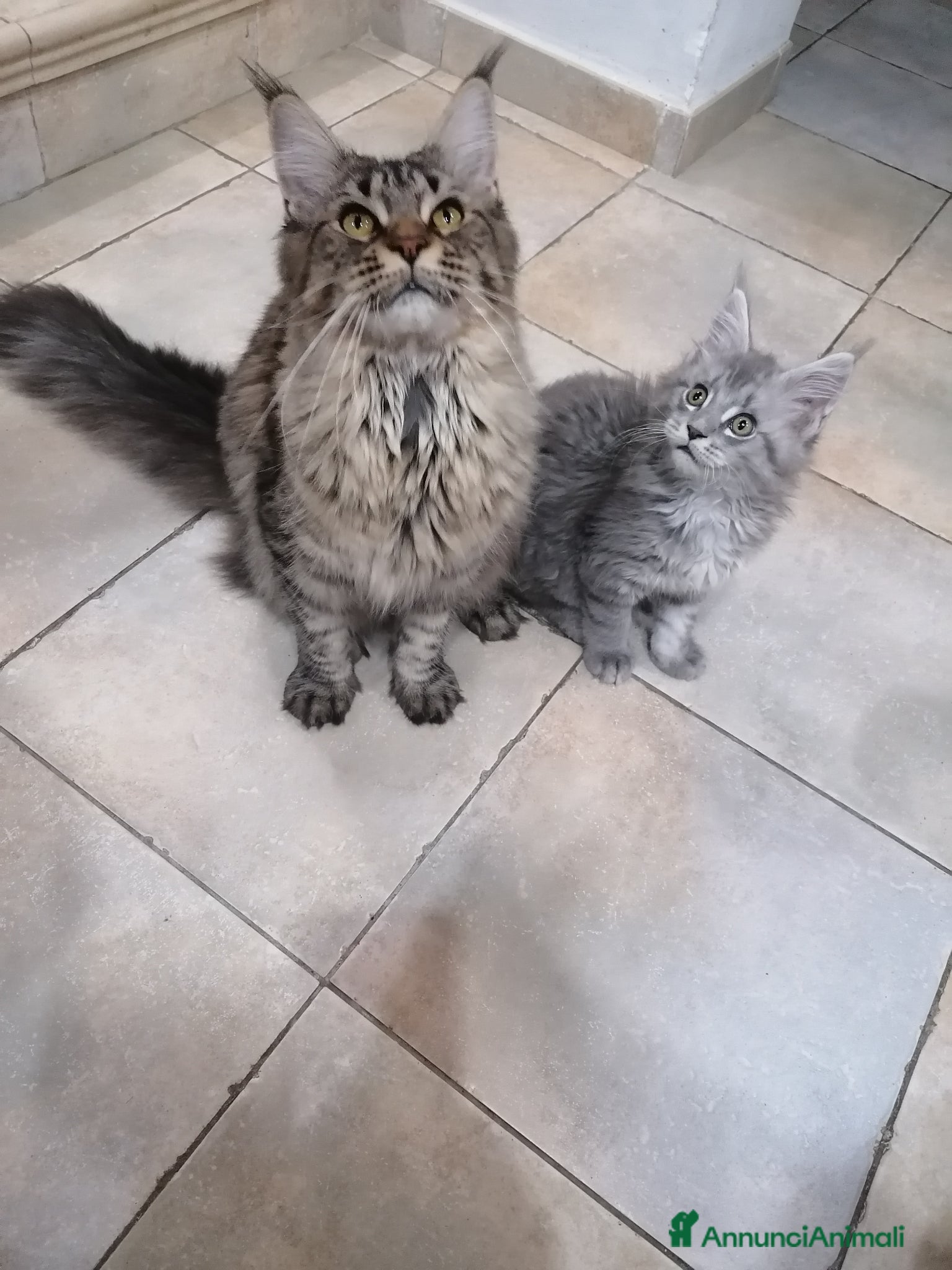 Maine Coon gatti cuccioli Maine Coon - Annuncio 8