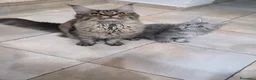 Maine Coon gatti in vendita: cuccioli Maine Coon - Annuncio 1