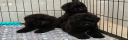 Meticcio cani in vendita: Pamapoo - Annuncio 1