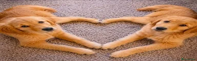 Golden Retriever 1