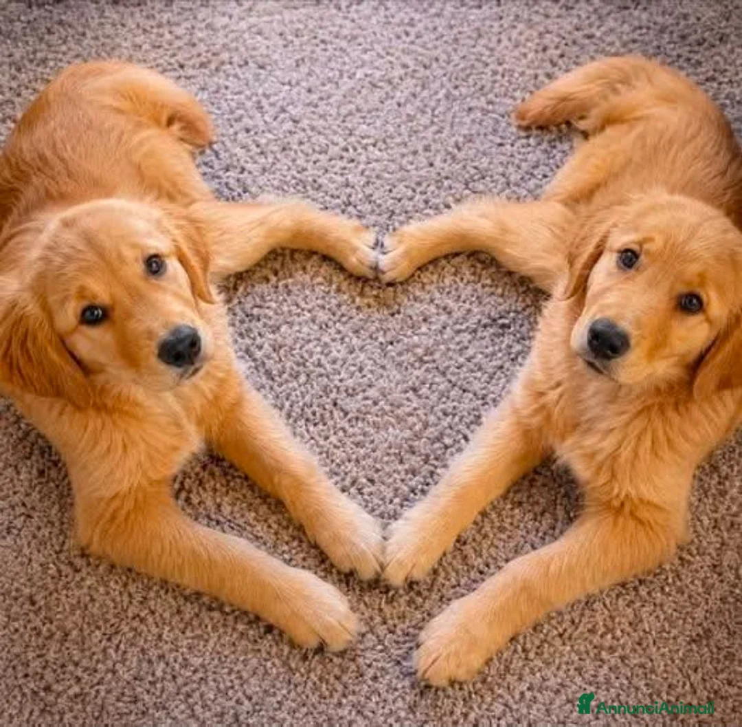 Golden Retriever cani in vendita: Golden retriver 100% linea inglese  - Annuncio 10