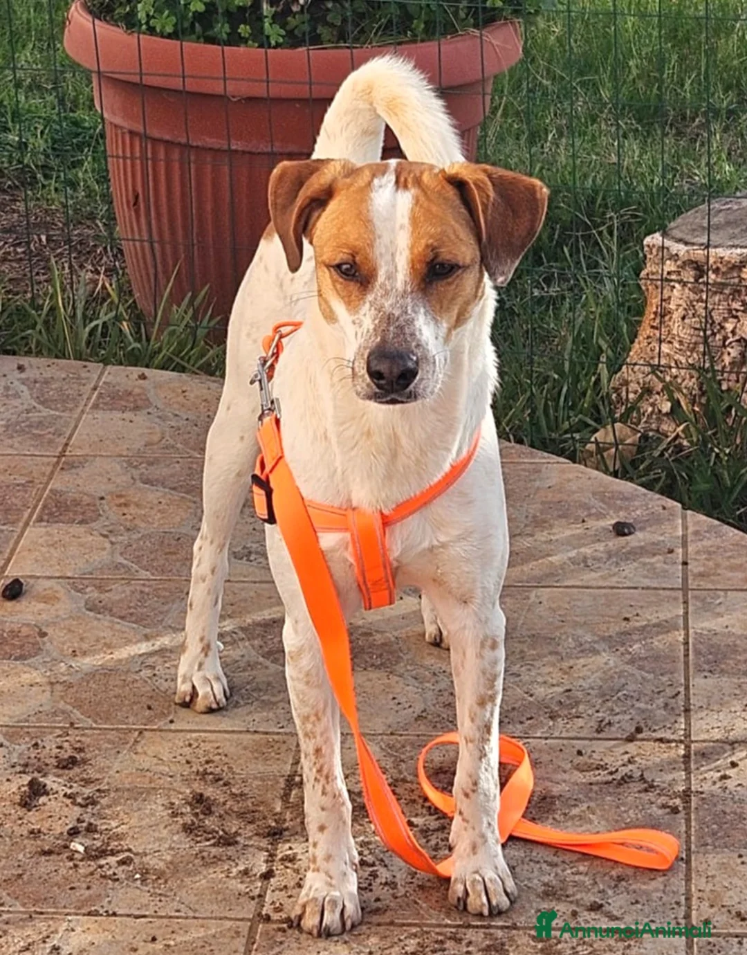 Meticcio cani in regalo: CUCCIOLO MIELE  - Annuncio 3